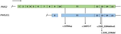 Evaluation of pathogenic variants detected in high homology regions of the PMS2 gene. How effective is long-range PCR?